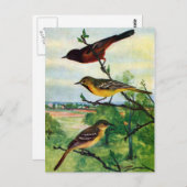 Orchard Orioles  schilderen Briefkaart (Voorkant / Achterkant)