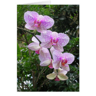 Orchid