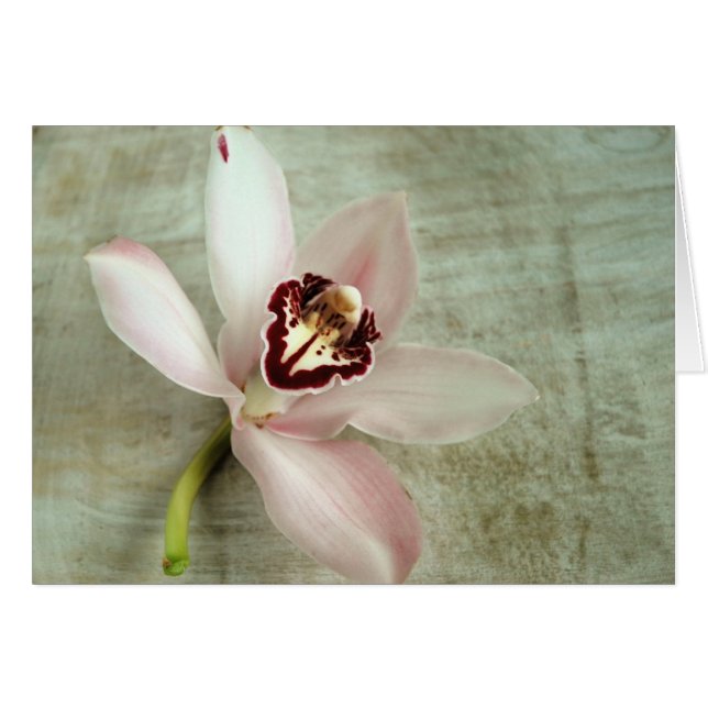 Orchid (Voorkant Horizontaal)