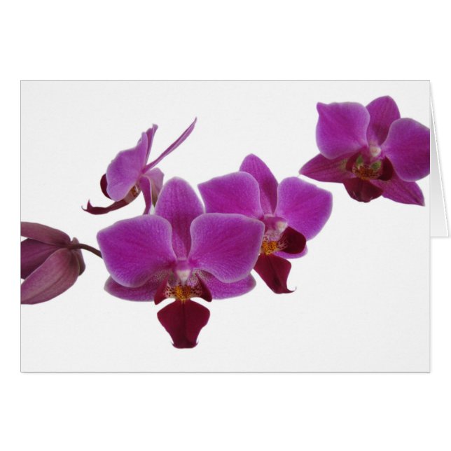Orchid (Voorkant Horizontaal)