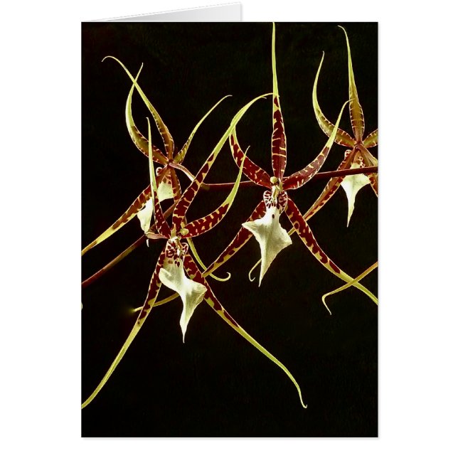 Orchid2 (Devant)