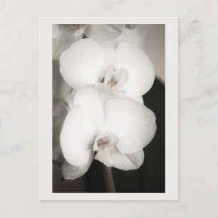 Orchid 8931 briefkaart