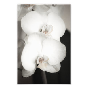 Orchid 8931 foto afdruk