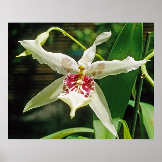 Orchid Beallara 'Tahoma Glacier' Poster (Voorkant)