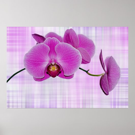 Orchid Blooms Poster (Voorkant)