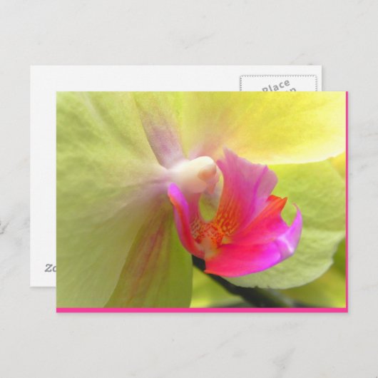 Orchid Briefkaart (Voorkant / Achterkant)