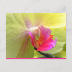 Orchid Briefkaart