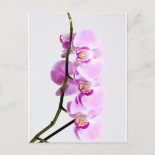 orchid briefkaart