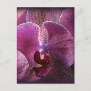Orchid Briefkaart