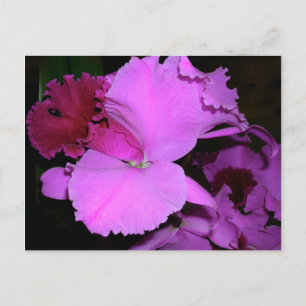 Orchid Briefkaart