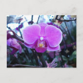 Orchid Briefkaart (Voorkant)