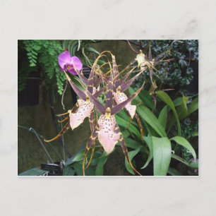 Orchid Briefkaart