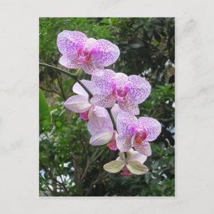 Orchid Briefkaart