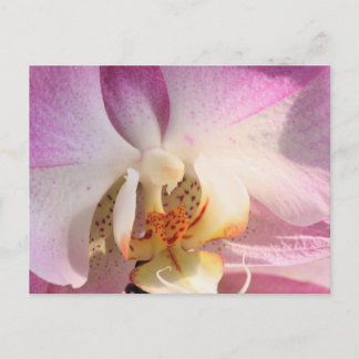 Orchid Briefkaart