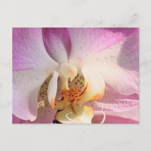 Orchid Briefkaart (Voorkant)