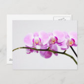 orchid briefkaart (Voorkant / Achterkant)