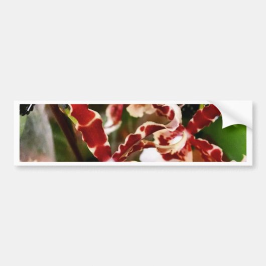Orchid Bumpersticker (Voorkant)