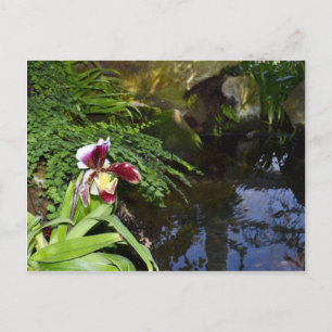 Orchid by Water Briefkaart