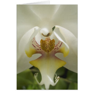 Orchid Card