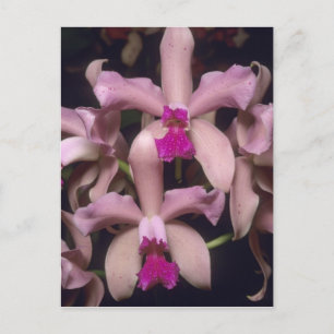 Orchid (Cattleya amethystoglossa), oostelijk Briefkaart