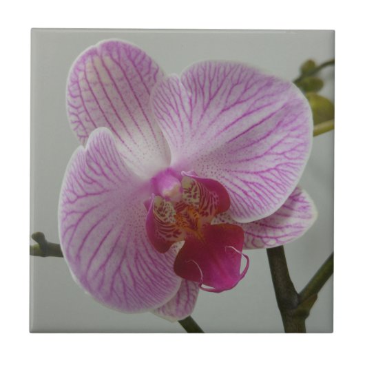 Orchid Ceramic Tile Tegeltje (Voorkant)