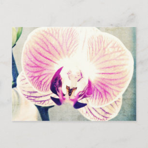 Orchid Colors Briefkaart