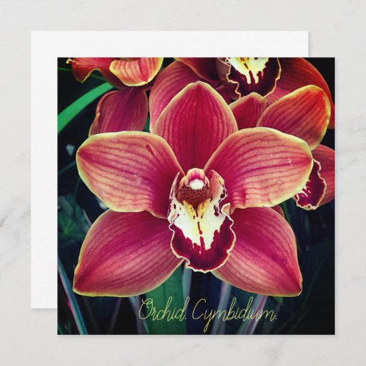 Orchid. Cymbidium (Voorkant / Achterkant)