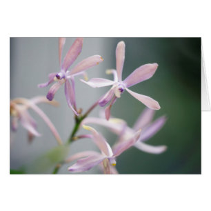 Orchid Darwinara Charm 'Blue Pacific'