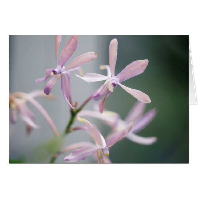 Orchid Darwinara Charm 'Blue Pacific' (Voorkant Horizontaal)