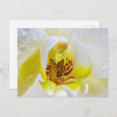 Orchid Dew Briefkaart (Voorkant / Achterkant)