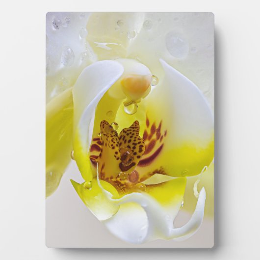 Orchid Dew Fotoplaat (voorkant)