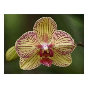 Orchid Elegance Foto Afdruk
