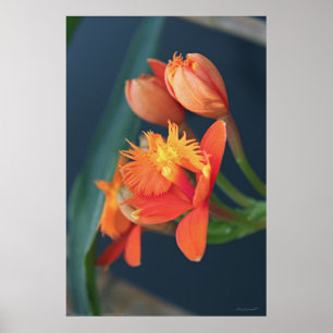 Orchid Epi Oranje Poster -40x60 - andere maten ook
