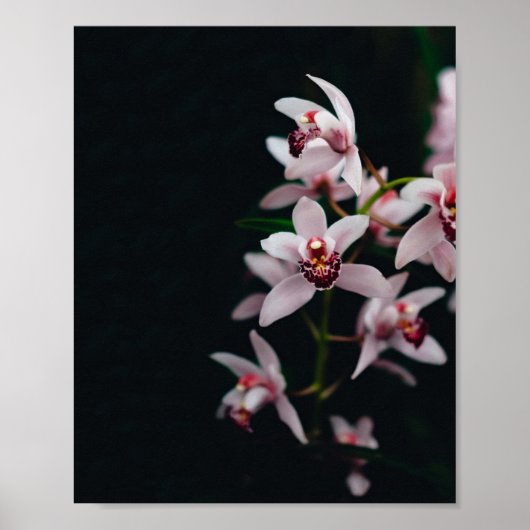 Orchid Flower Black achtergrond Poster (Voorkant)