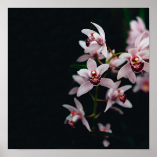Orchid Flower Black achtergrond Poster