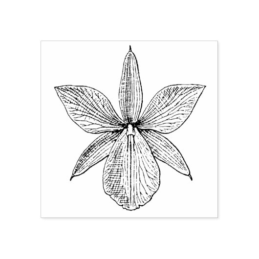 Orchid Flower Blossom Tropical Hawaii Botanisch Rubberstempel (Afrduk)