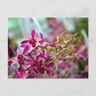 Orchid Flower Briefkaart