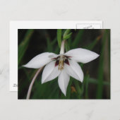 Orchid Flower Briefkaart (Voorkant / Achterkant)