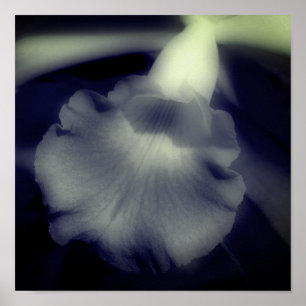 Orchid Flower Close Black and White Poster