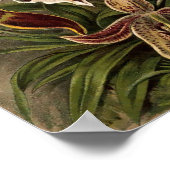  Orchid Flowers door Ernst Haeckel Poster (Hoek)