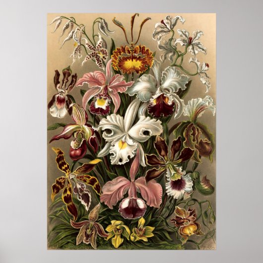  Orchid Flowers door Ernst Haeckel Poster (Voorkant)