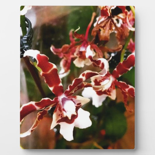 Orchid Fotoplaat (Voorkant)