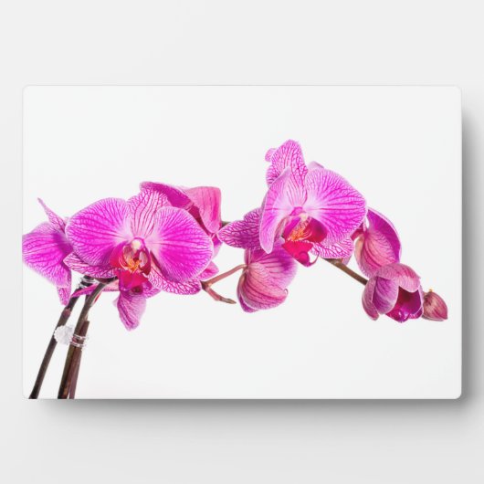 Orchid Fotoplaat (voorkant)
