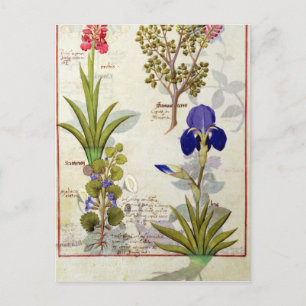 Orchid & Fumitory or Bleeding Heart Hedera & Iris Briefkaart
