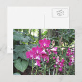 Orchid Garden, Singapore Briefkaart (Voorkant / Achterkant)