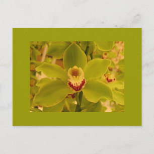 Orchid Green Cymbidium Briefkaart