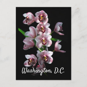 Orchid Insanity on Black, Washington, DC Briefkaart