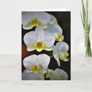 Orchid, kaart