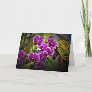 Orchid, kaart