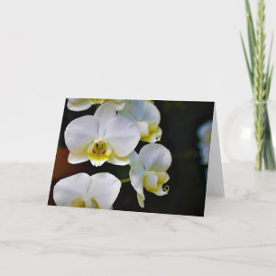Orchid, kaart